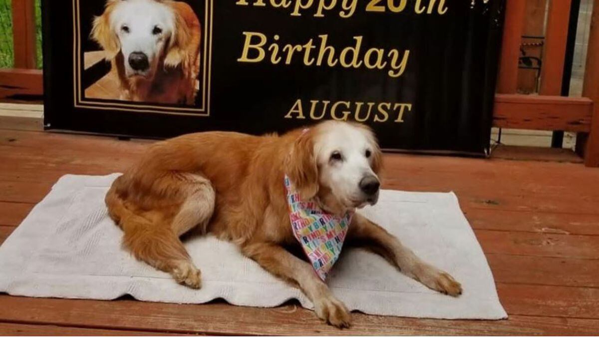 In a blog post about August on the GoldHeart Golden Retrievers Rescue website, it’s...