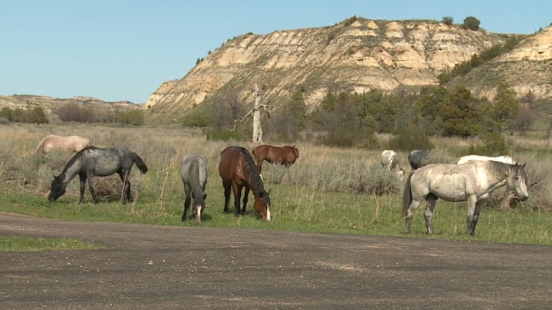 The horses on Theodore Roosevelt National Park were declared a national heritage species under...