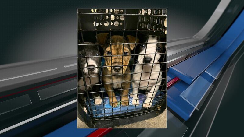 Hounds rescued in time for the Holidays