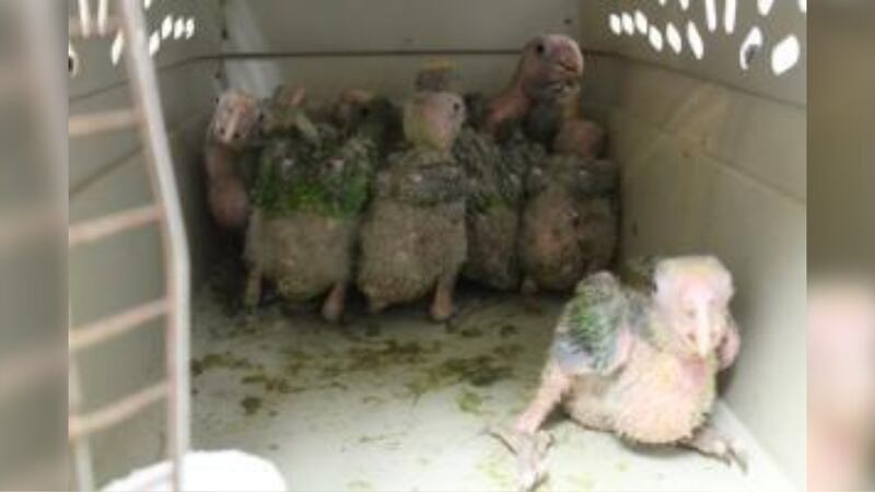 CBP officers said a total of 10 baby parrots were found being smuggled in a vehicle over the...