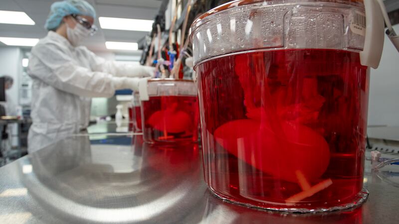 A technician works with bioreactors containing pig kidneys in a Miromatrix laboratory on...