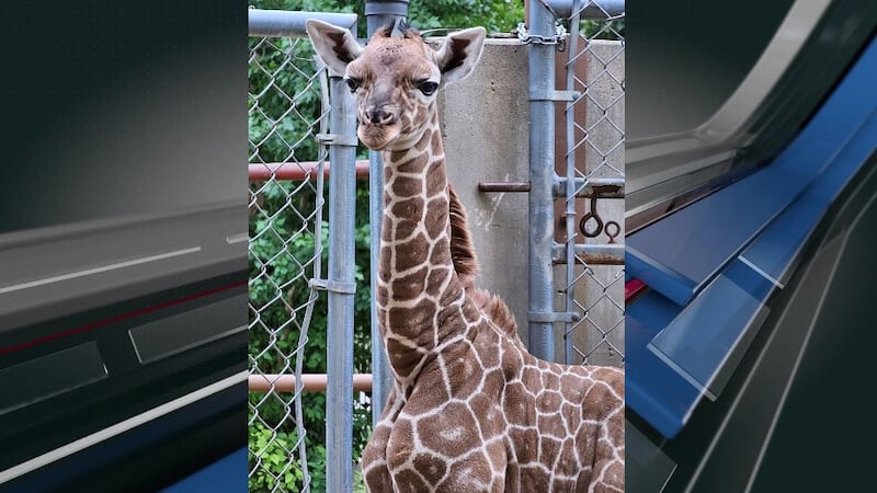 Giraffe calf named Jabari