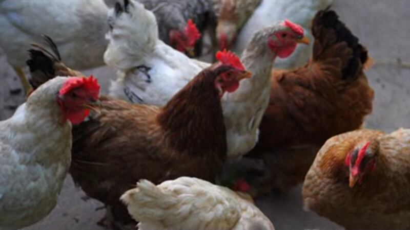 Avian Flu in Cass County