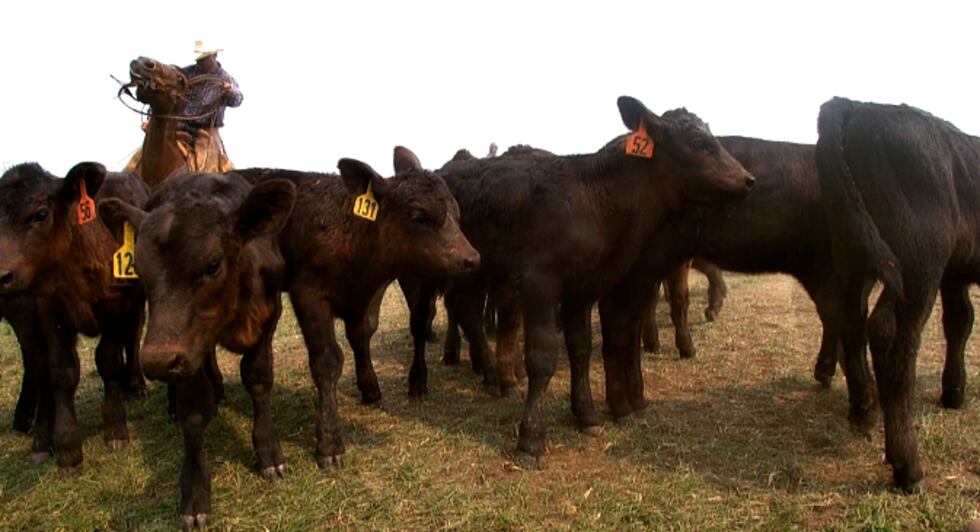 Branding on the Fisher Ranch