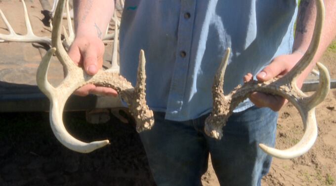 Shed hunting teaches hunters more about deer - Vimarsana News