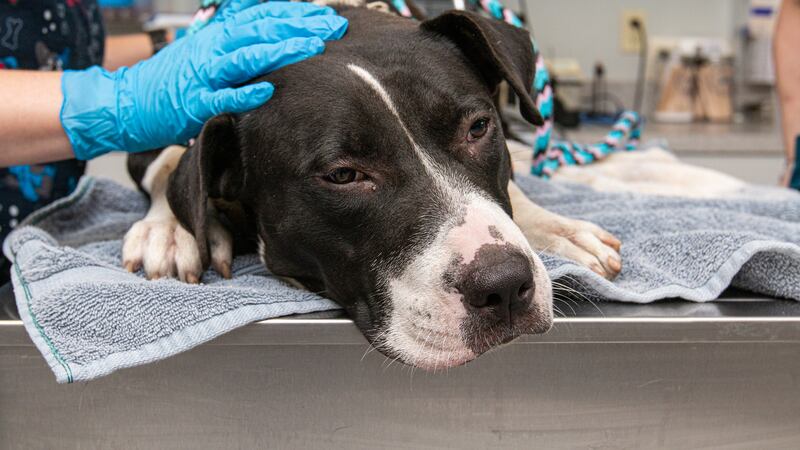 A young dog is recovering after the Animal Rescue League of Iowa Services found him with an...