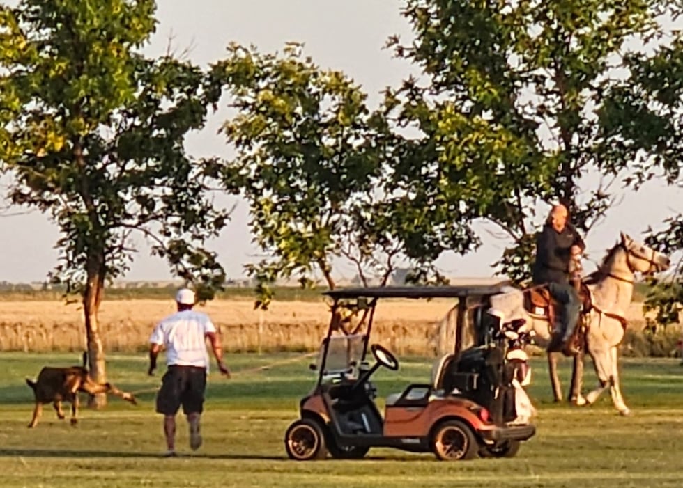 A calf that escaped its enclosure this week decided to try its hand — er, hoof — at golf.